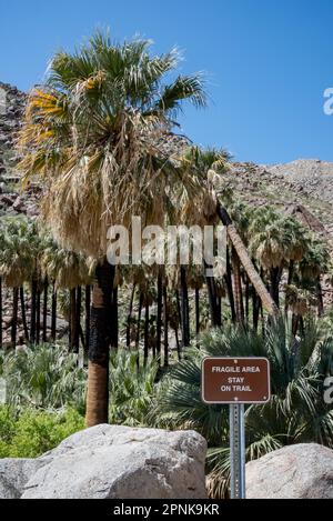 Aussichtspunkt mit Blick auf verbrannte Palmen in der Oase am Borrego Palm Canyon Trail mit Schild „Fragile Area, Stay on Trail“ am Anza Borrego. Stockfoto