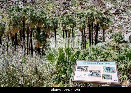 Im Anza Borrego Desert State Park, Kalifornien, erwarten euch im Borrego Palm Canyon eine Oase einheimischer Palmen mit einem Informationsschild am Aussichtspunkt. Stockfoto