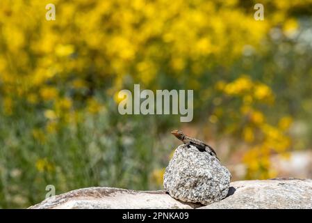 Farbenfrohe Eidechse auf einem Felsen mit gelben Wildblumen im Blütenbeet im Frühling der Superblüte im Anza Borrego SP, Kalifornien. Stockfoto