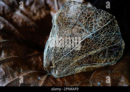 Eine Nahaufnahme der skeletonisierten Kelchen der Physalis-Pflanze. Stockfoto