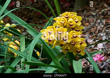 Elegante, helle tropische gelbe Orchideen mit burgunderroten Blütenblättern und grünen Blättern im Herbst Stockfoto