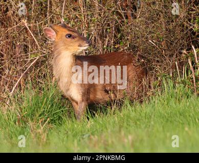 Muntjac buck im Frühling in den Cotswold Hills Gloucestershire UK Stockfoto
