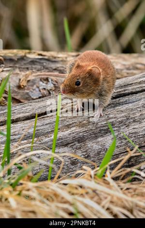 Maulwurm Myodes glareolus sucht Nahrung auf altem Holz im Wald. Seitenansicht, Nahaufnahme. Trencin, Slowakei Stockfoto