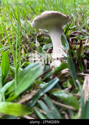 Foto eines giftigen Pilzes im Garten Stockfoto