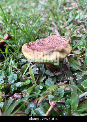 Foto eines giftigen Pilzes im Garten Stockfoto