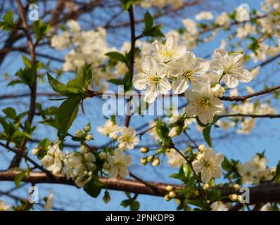 Uber die Verschlüsse frischer weißer Blüten von prunus cerasifera (Myrobalan-Pflaume) im Sonnenlicht im Frühling Stockfoto