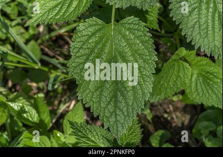 Einfaches großes Blatt in einem Holz. Frühlingsgrüner Hintergrund mit einem im grünen Wald eingetauchten Blatt im Vordergrund. Stockfoto