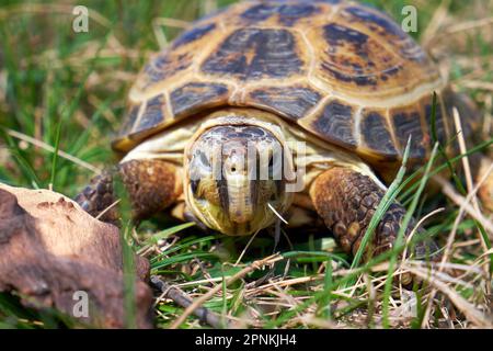 Russische Schildkröte im grünen Gras aus der Nähe Stockfoto