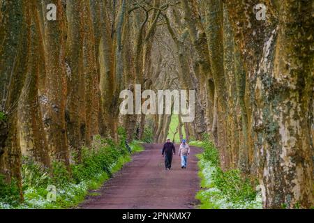 Auf der Azoreninsel Sao Miguel bei Povoacao, Portugal, gehen die Bauern auf den Azoren eine unbefestigte Straße zwischen riesigen Londoner Ebenenbäumen entlang und bilden einen Baumtunnel. Stockfoto