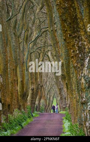 Auf der Azoreninsel Sao Miguel bei Povoacao, Portugal, gehen die Bauern auf den Azoren eine unbefestigte Straße zwischen riesigen Londoner Ebenenbäumen entlang und bilden einen Baumtunnel. Stockfoto