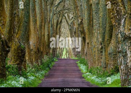 Eine rote Feldstraße zwischen riesigen Londoner Ebenenbäumen, die einen Baumtunnel auf der Azoren-Insel Sao Miguel bei Povoacao, Portugal, bilden. Stockfoto