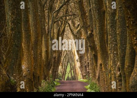 Eine rote Feldstraße zwischen riesigen Londoner Ebenenbäumen, die einen Baumtunnel auf der Azoren-Insel Sao Miguel bei Povoacao, Portugal, bilden. Stockfoto