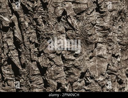 Abbildung einer Nahaufnahme der Korkrinde. Korkeiche oder Quercus suber auf Latein Stockfoto