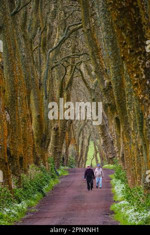 Auf der Azoreninsel Sao Miguel bei Povoacao, Portugal, gehen die Bauern auf den Azoren eine unbefestigte Straße zwischen riesigen Londoner Ebenenbäumen entlang und bilden einen Baumtunnel. Stockfoto