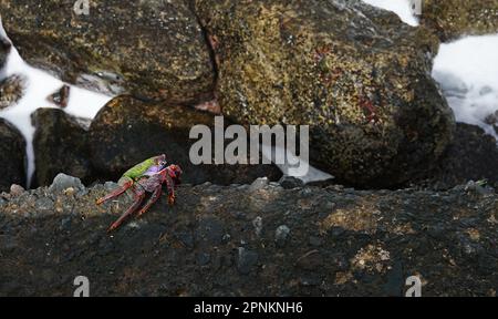 Sally lightfoot Krabbe, rote Krabbe auf schwarzem Felsen, selektiver Fokus Stockfoto
