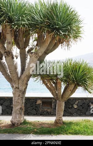 Palmen der Yucca-Familie auf der Sity Promenade Stockfoto