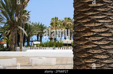 Palm Tree Trunk Textur Nahaufnahme Foto Stockfoto