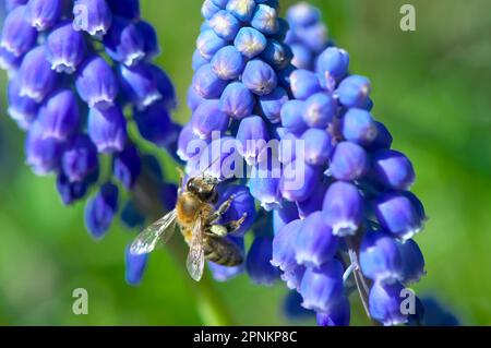 Eine westliche Honigbiene (APIs mellifera), die Pollen aus einer Traubenhyazinth (Muscari armeniacum), B.C., Kanada sammelt. Stockfoto
