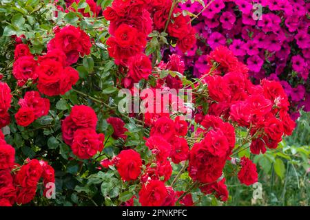 Rote Rosen, Garten, wunderschön, Rosenbusch, voll, Blühen Stockfoto
