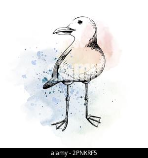 Möwe. Isoliertes, von Hand gezeichnetes Objekt in grafischer Technik. Aquarelle Illustration für Sommer-, See- und Stranddekoration und -Design Stockfoto