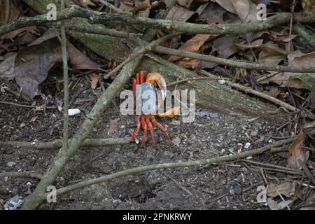 Eine pazifische rote Landkrabbe (Gecarcinus quadratus) auf dem Regenwaldboden im Manuel Antonio Nationalpark, Costa Rica Stockfoto