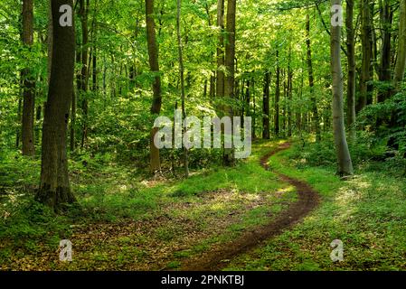 Idyllischer Fußweg durch einen üppig grünen Quellwald, Bad Pyrmont, Weserbergland, Deutschland Stockfoto