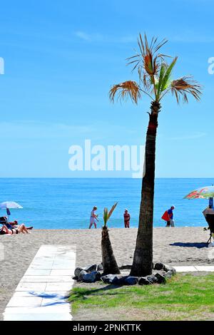 Malaga Benalmadena Spanien am Strand eine einzige Palme und Meer am Horizont in tiefblauem Himmel, die entlang der Strandlinie laufen Stockfoto