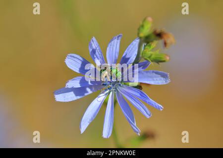 Metallic Green Sweat Bee auf Chicory Stockfoto