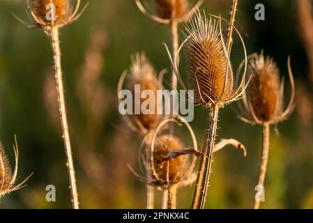 Nahaufnahme des getrockneten wilden Teesels (Dipsacus fullonum) in wunderschönem Licht vor grünem Hintergrund Stockfoto