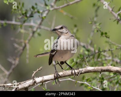 Ausgewachsener Spottvogel aus dem Norden, hoch oben auf einem Ast und nach links blickend. Mit geringer Schärfentiefe fotografiert. Stockfoto