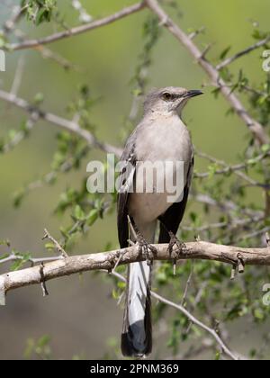 Erwachsener Spottvogel aus dem Norden mit windgewehnten Federn, hoch oben auf einem Ast und im Profil fotografiert. Stockfoto