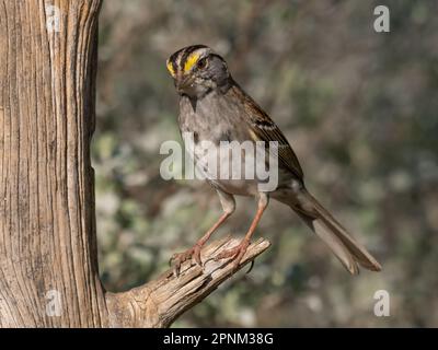 Ein erwachsener, weißer Klotz, hoch oben auf einem toten Ast, der nach unten schaut. Mit geringer Schärfentiefe fotografiert. Stockfoto