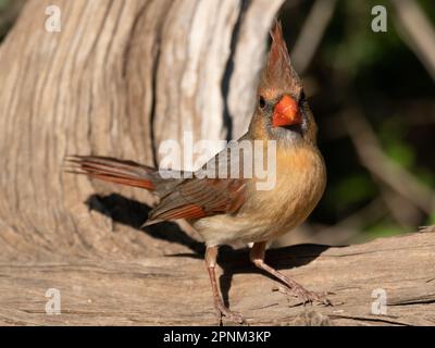 Nahaufnahme eines weiblichen Kardinals aus dem Norden, der auf einem getrockneten Baumstamm steht und für die Kamera posiert. Mit geringer Schärfentiefe fotografiert. Stockfoto