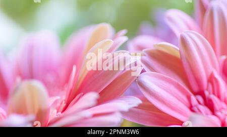 Breitbild von zwei rosa und gelben Gänseblümchen. Stockfoto