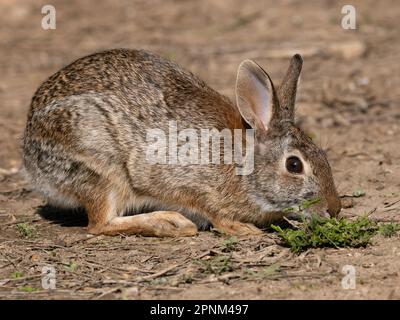 Östlicher Hase aus der Vogelperspektive, fotografiert in Texas. Stockfoto