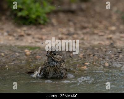 Lincoln's Sparrow (Erwachsener) wäscht sich in einem flachen Teich, umgeben von Wassertropfen. Mit geringer Schärfentiefe fotografiert. Stockfoto