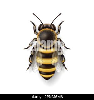 Vector 3D realistische, detailgetreue Großaufnahme des Honigbienen-Symbols auf weißem Hintergrund isoliert. Queen Honeybee Design-Vorlage, Vektordarstellung von Biene in Makro Stock Vektor
