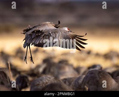 Sandhill Crane - Grus canadensis - fliegt über Sandhill-Kranherde während der Frühjahrswanderung Monte Vista National Wildlife Refuge, Monte Vista, Colorad Stockfoto