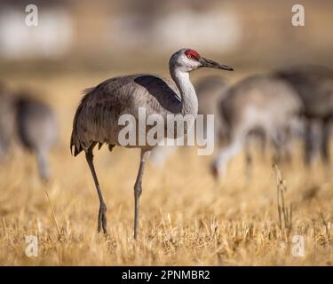 Sandhill Crane - Grus canadensis - Wandern im Getreidefeld während des Frühlingswanderns Monte Vista National Wildlife Refuge Monte Vista, Colorado Stockfoto