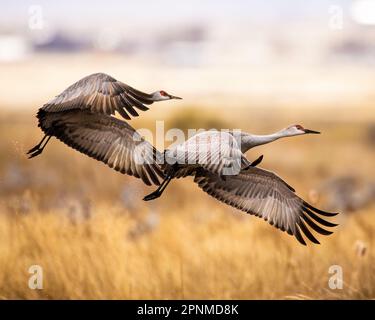 Sandhill Cranes - Grus canadensis - Flug am bewölkten Morgen während des Frühlingszuges Monte Vista National Wildlife Refuge Monte, Colorado Stockfoto