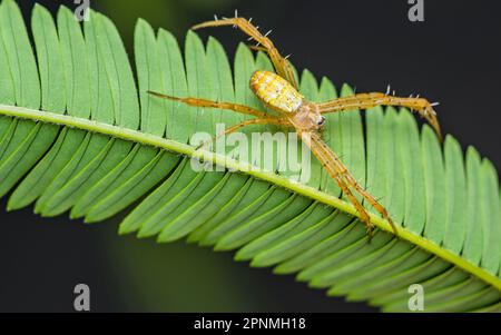 Kreuzspinne, Gelbe Spinne auf grünen Blättern, selbst Gruppenblätter in der Natur mit Spinne und Natur-Hintergrund. Stockfoto