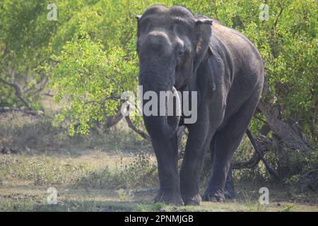 Wilder Elefant im Yala-Nationalpark, Sri Lanka Stockfoto