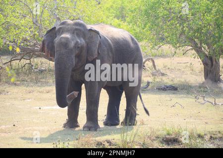 Wilder Elefant, der Gras im trockenen Land isst Stockfoto