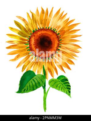 Blühende Sonnenblumen mit grünen Blättern auf weißem Hintergrund Stockfoto