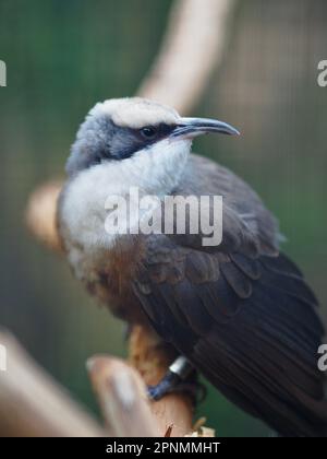 Ein Nahporträt eines zusammengesetzten, ruhigen, grau gekrönten Babbler in bemerkenswerter Schönheit. Stockfoto