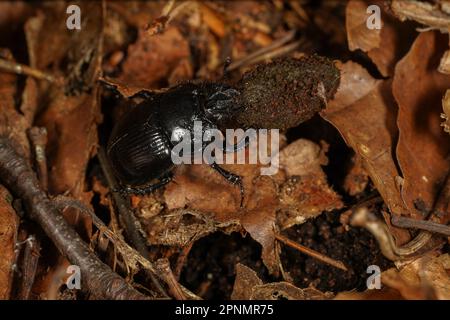 Nahaufnahme eines Käfers aus Holzdung auf dem Waldgrund Stockfoto