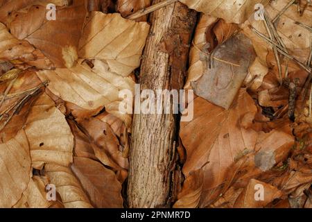 Herbstuntergrund mit Holz und braunen Buchenblättern auf dem Waldboden Stockfoto