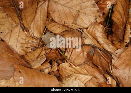 Herbsthintergrund mit braunen Buchenblättern, Piniennadeln und Holzzweigen auf dem Waldboden Stockfoto