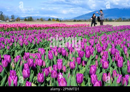 MOUNT VERNON, WA, USA – 14. APRIL 2023: RoozenGaarde Farm, Skagit Valley Tulip Festival, Touristen, die einen sonnigen Frühlingstag in einem farbenfrohen Tulip Fallen genießen Stockfoto