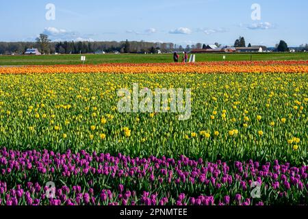MOUNT VERNON, WA, USA – 14. APRIL 2023: RoozenGaarde Farm, Skagit Valley Tulip Festival, Touristen, die einen sonnigen Frühlingstag in einem farbenfrohen Tulip Fallen genießen Stockfoto